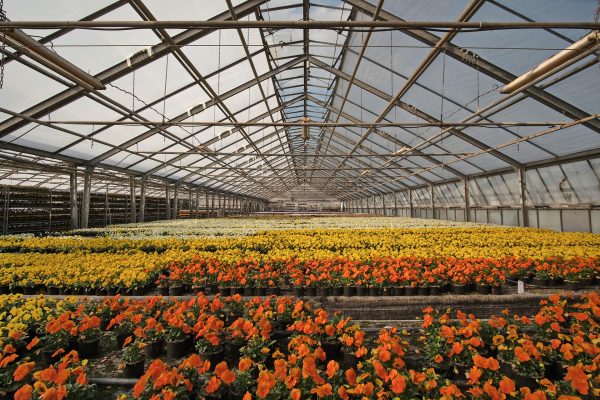 Un maggio speciale: moltiplicare il bene e la bellezza